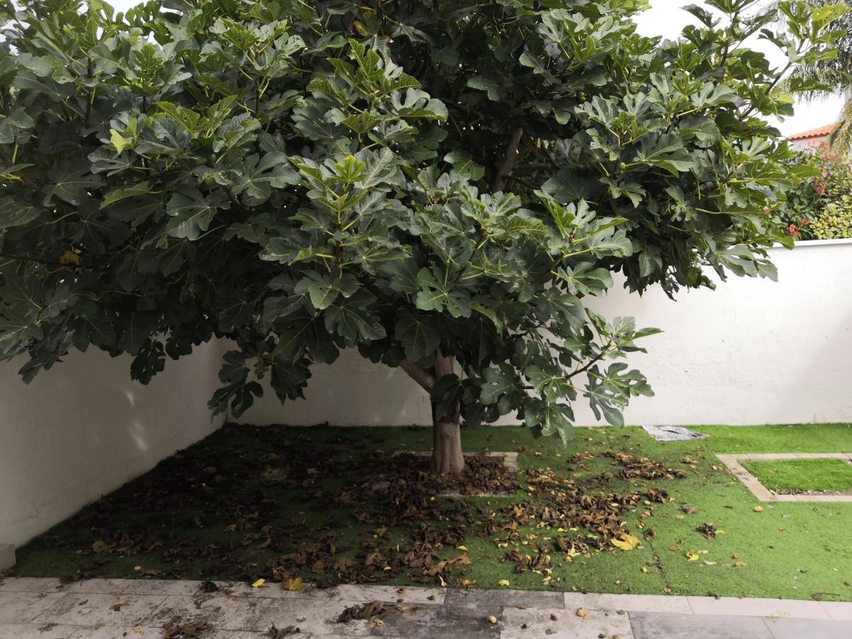 Spacieux, Top Lit, Hote Reactif, Proche Montagne Mer, Lumineux, Bien Equipe, Agreable, Chambre, Micro Maison Et Maison, Bien Regarder Perpignan Eksteriør billede
